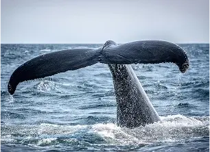 Day tour scenic view